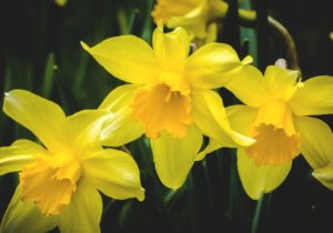 Public Holidays in Wales - Daffodil