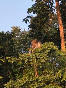 2 Proboscis Monkeys in the tree