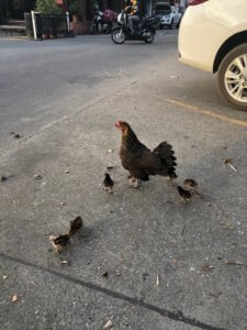 Chicken and Chicks on street