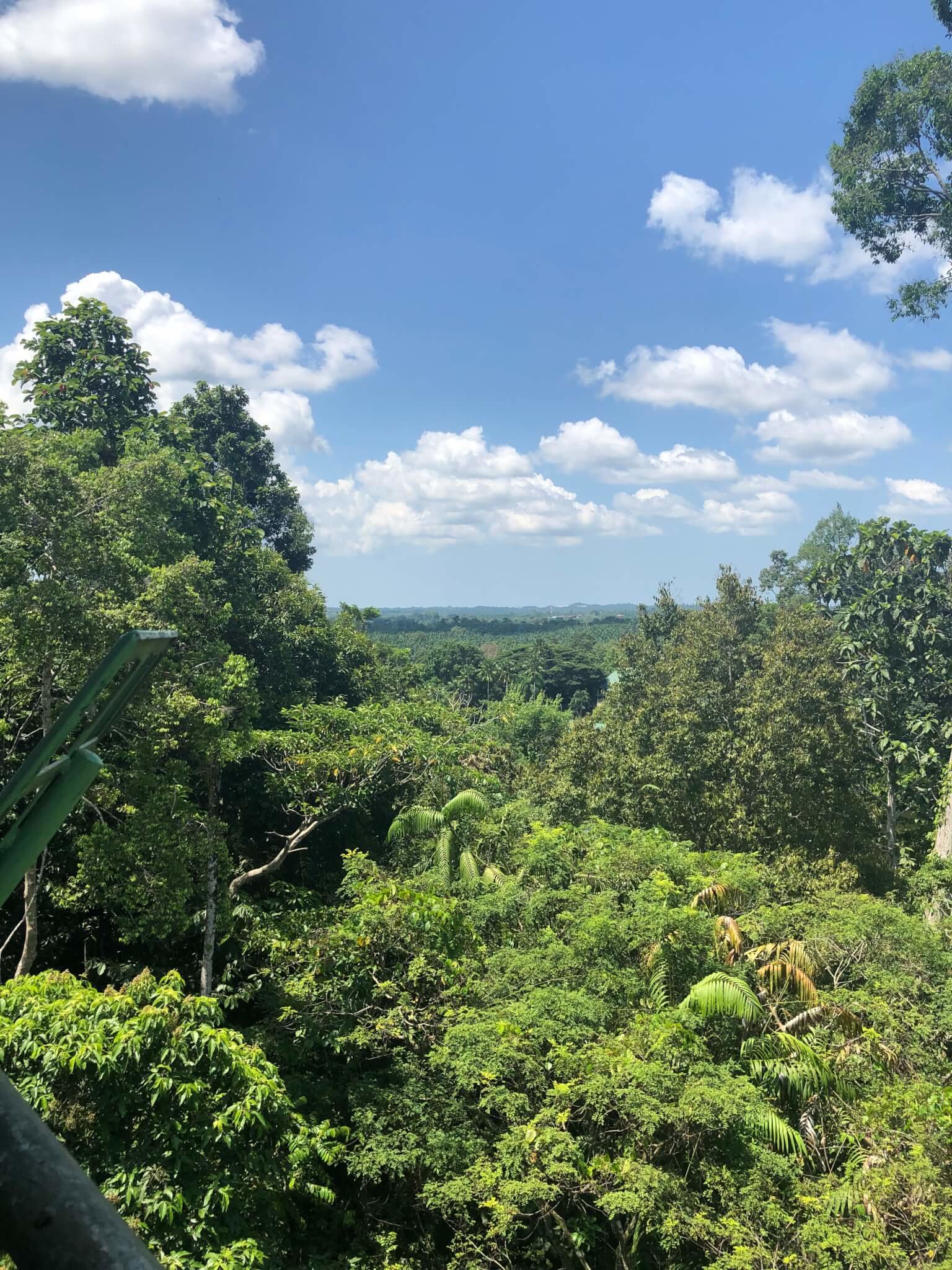 High view point of Rainforest Discovery Centre in Sandakan