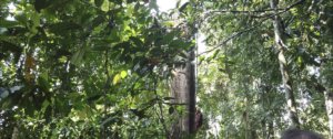 Orangutan climbing the tree