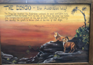 Dingo Information Board