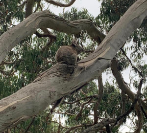 Koala Bear in australia