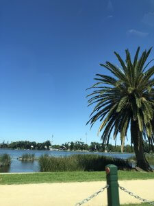 Albert Park Lake in Melbourne with Palm Tree