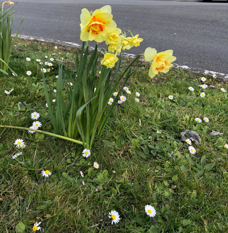 Daffodils in Wales - Welsh Flower