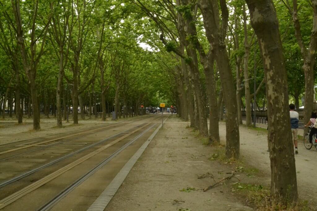 Lined Trees in Place des Quinconces in Bordeaux 