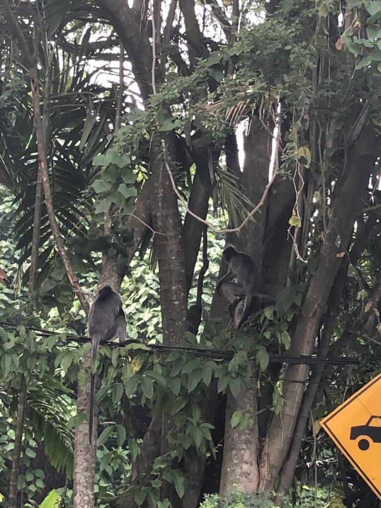 Monkeys in KL Malaysia