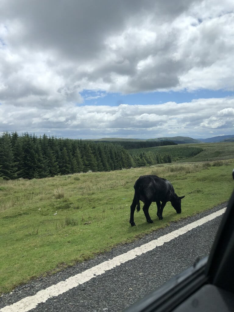 Black Sheep on Side of Road in South Wales