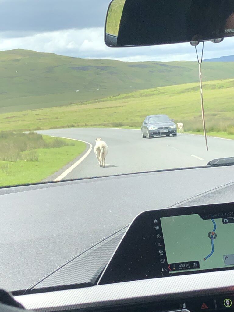 Sheep in Road of South Wales