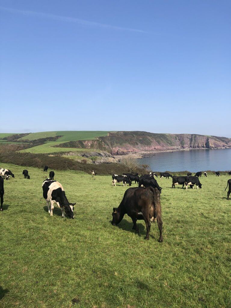 Cow Fields before Barafundle Bay in South Pembrokeshire Wales