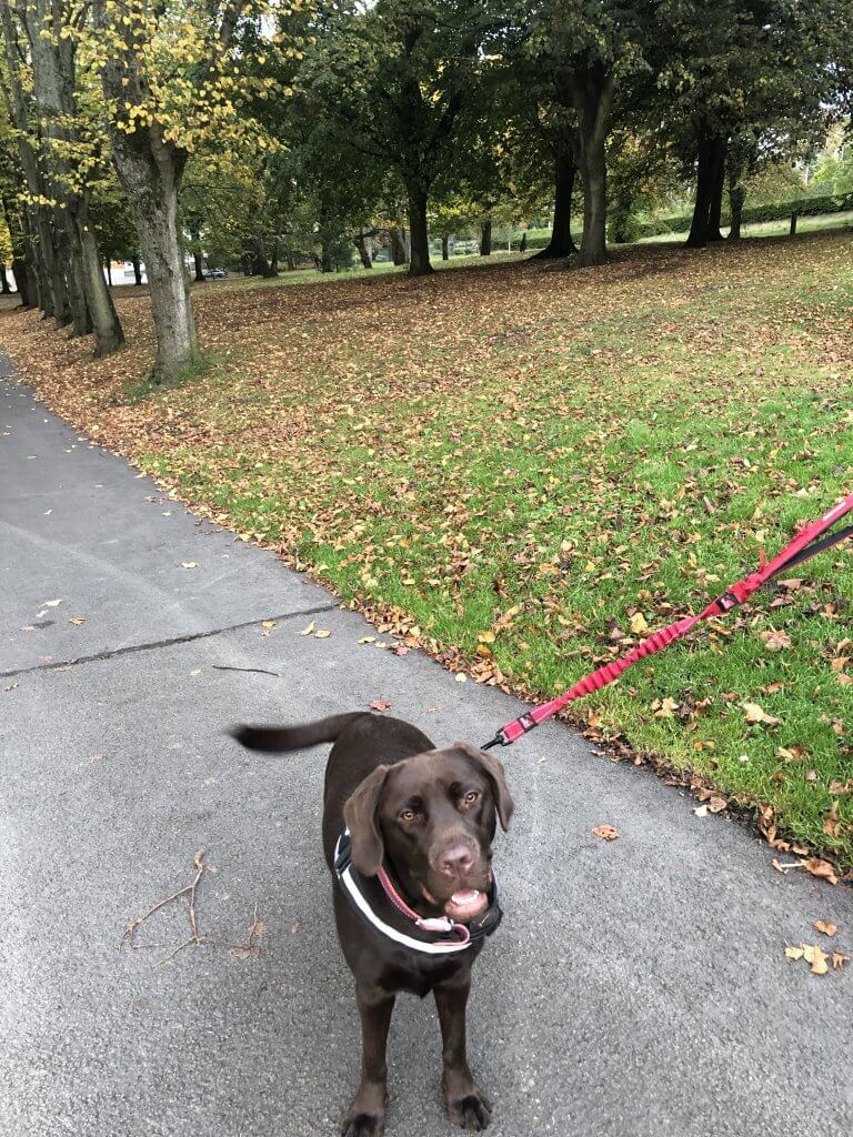 My best friend's chocolate Labrador on a walk in park 