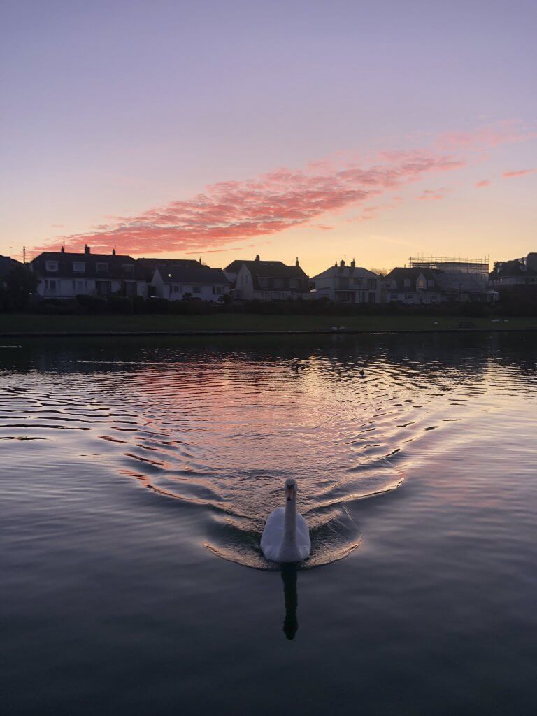 Swan at Knap Lake in Barry Wales with Pink sky in morning