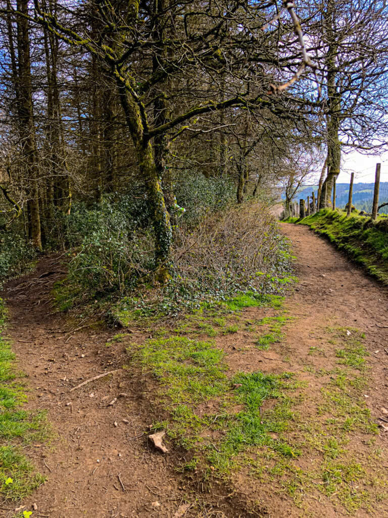Path opposite Caerphilly Mountain in woodland area