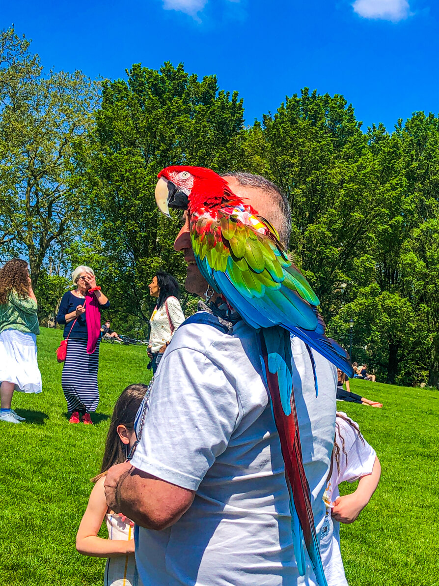 Parrots being trained in Primrose Hill park London. Red, green and blue parrot in centre of image on the left shoulder of his trainer.