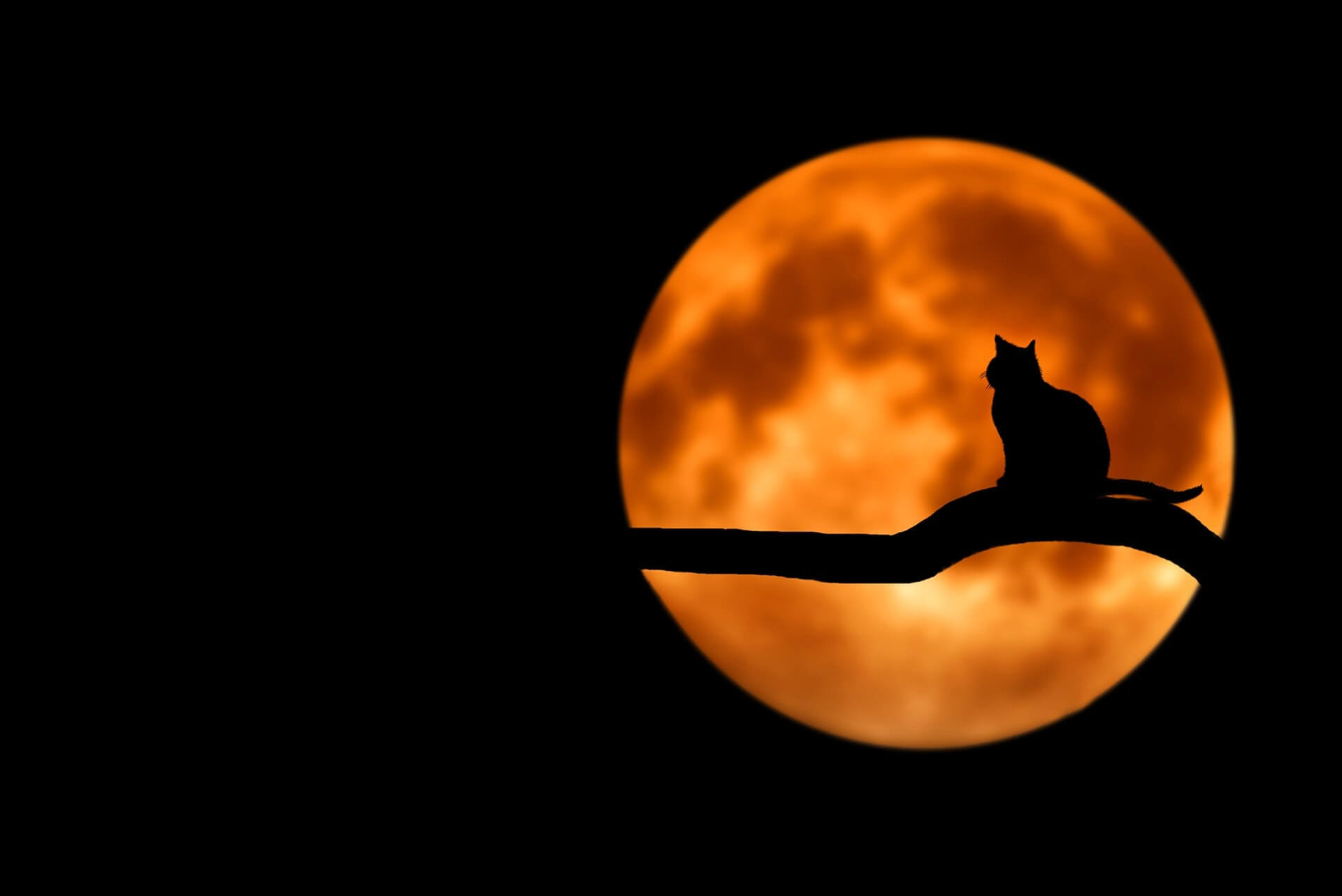 Pexels image of orange full moon to right of picture with silhouette of black cat on a tree branch