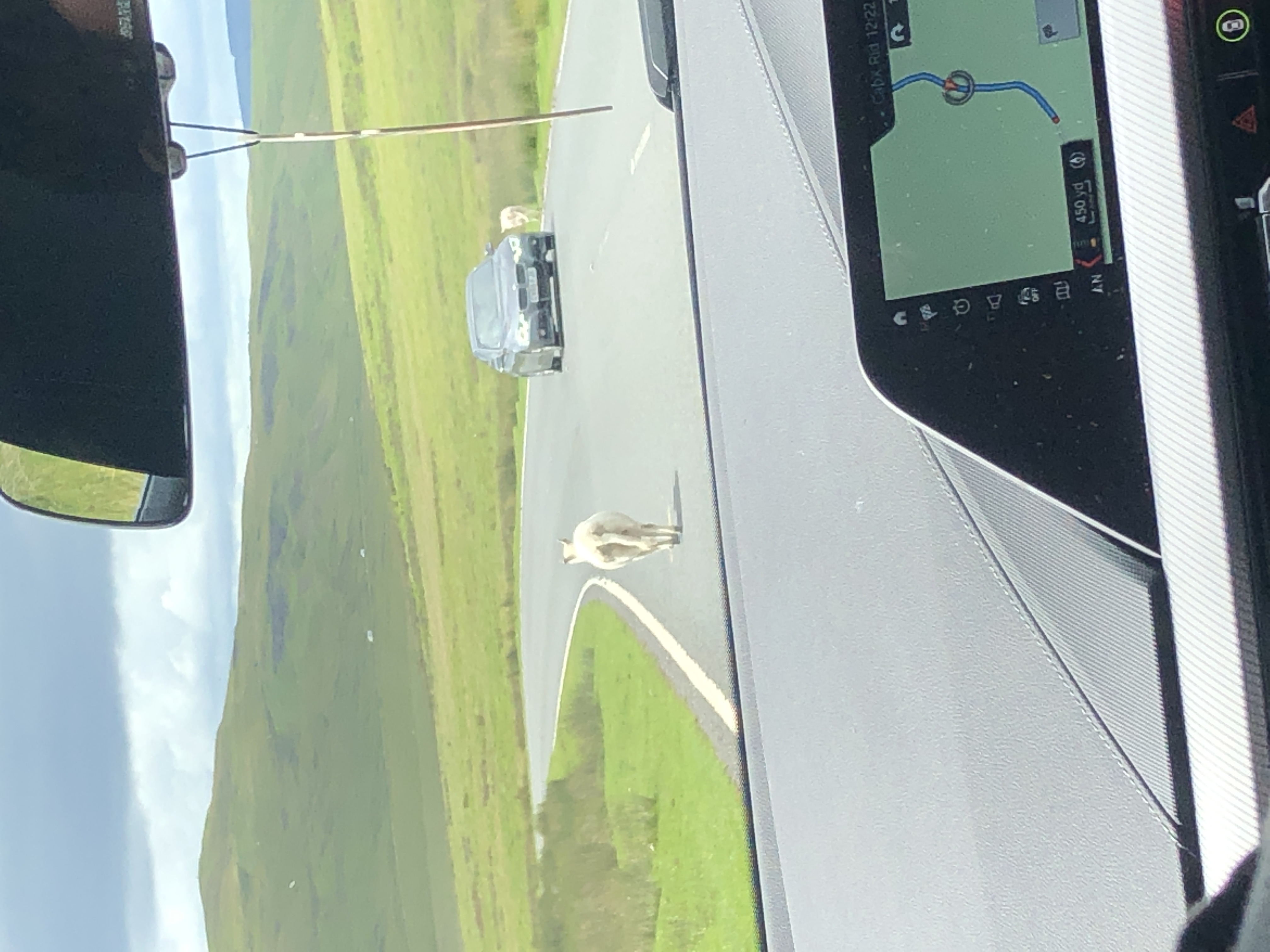 Image of sheep in the middle of a Welsh road from the view of the car