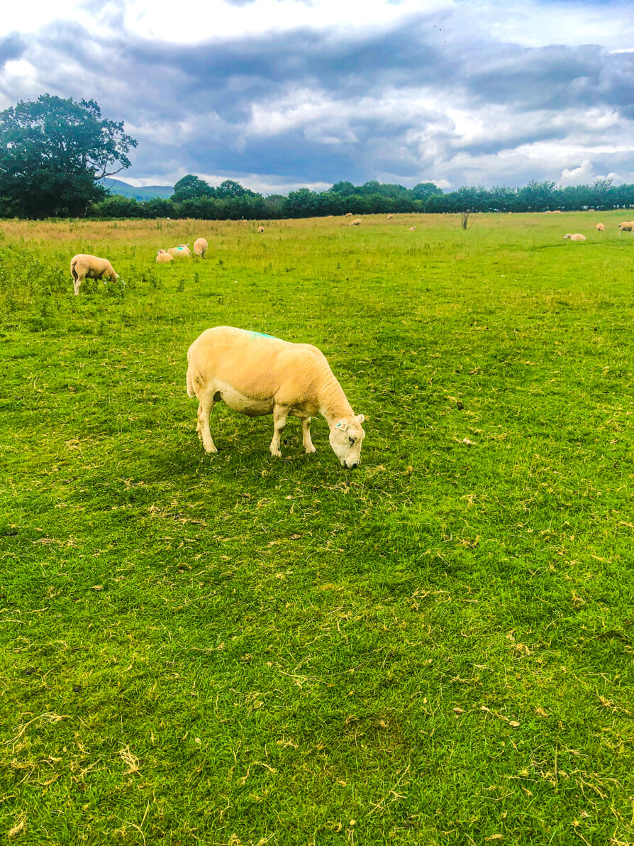 Image shows a lone sheep in centre of field of grass with two sheep in the distance