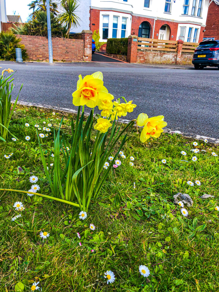 Image of a bunch of daffodils in the centre of a patch of grass on a roundabout with road in background