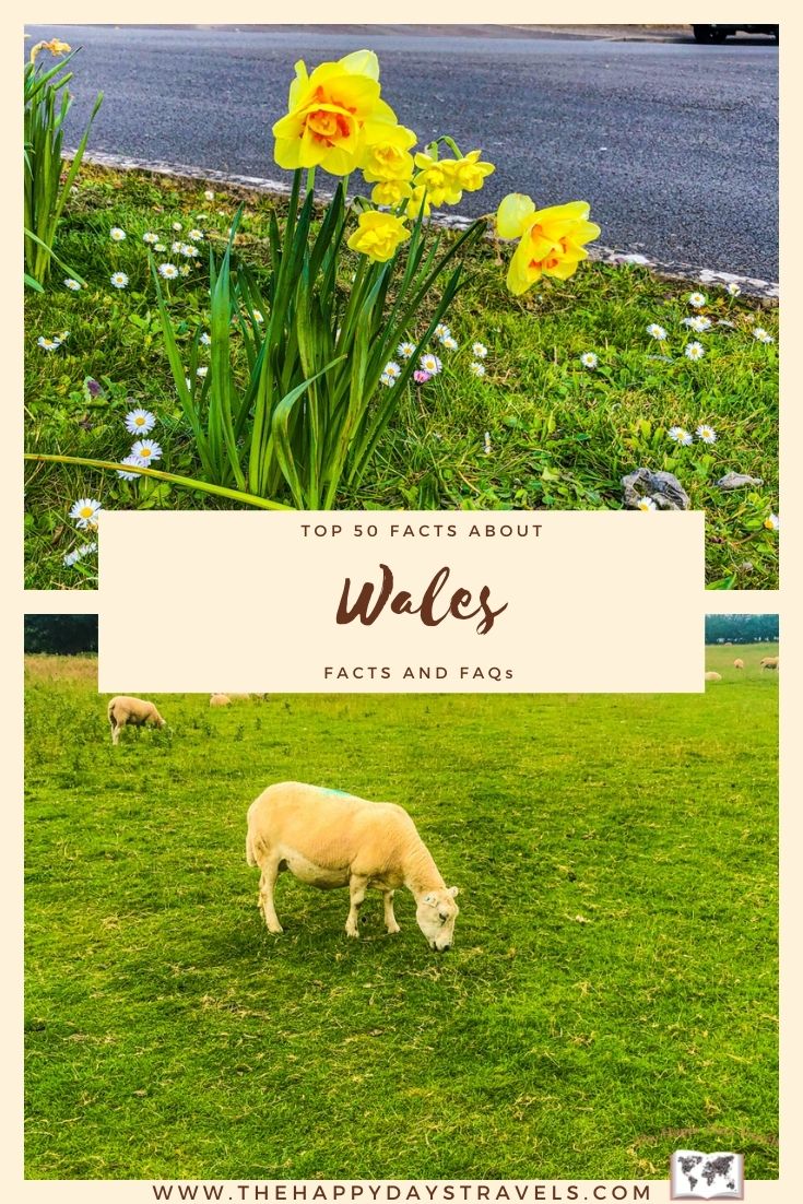 Pin Image has yellow border and yellow rectangle in centre with words 'Top 50 Facts About Wales, Facts And FAQs'. Two images, top is yellow daffodils and bottom is sheep in green field