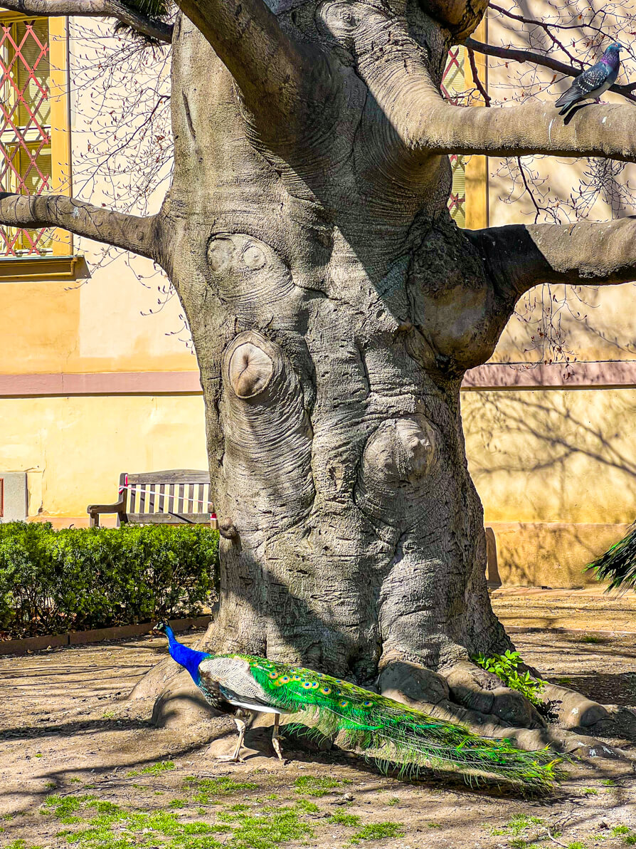 Peacock at base of tree in Peacock gardens in Prague Mala Strana neighbourhood. 