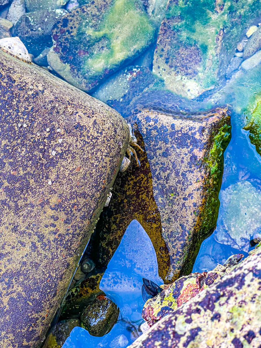 Image of white crab in between rocks in blue ocean