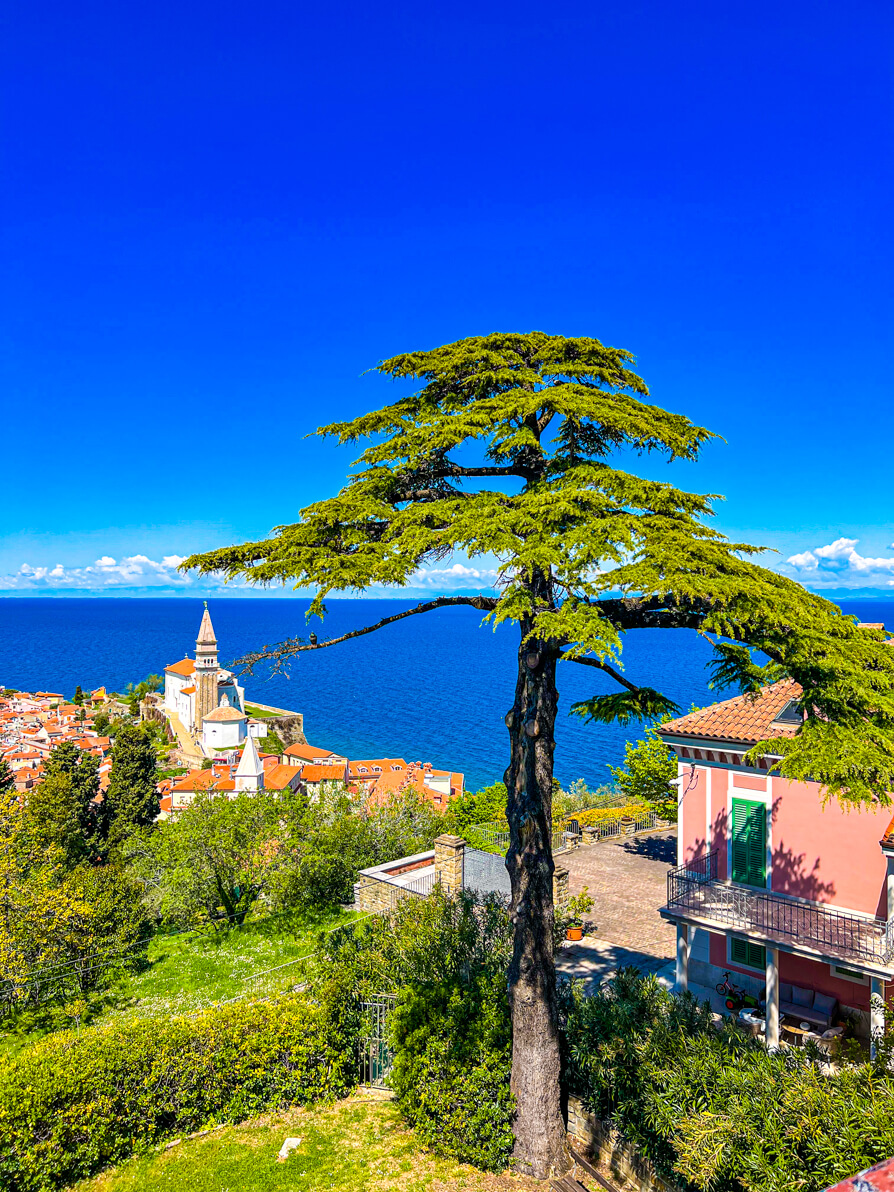 Image of tree and red roofs of houses in Piran as seen from the ancient walls