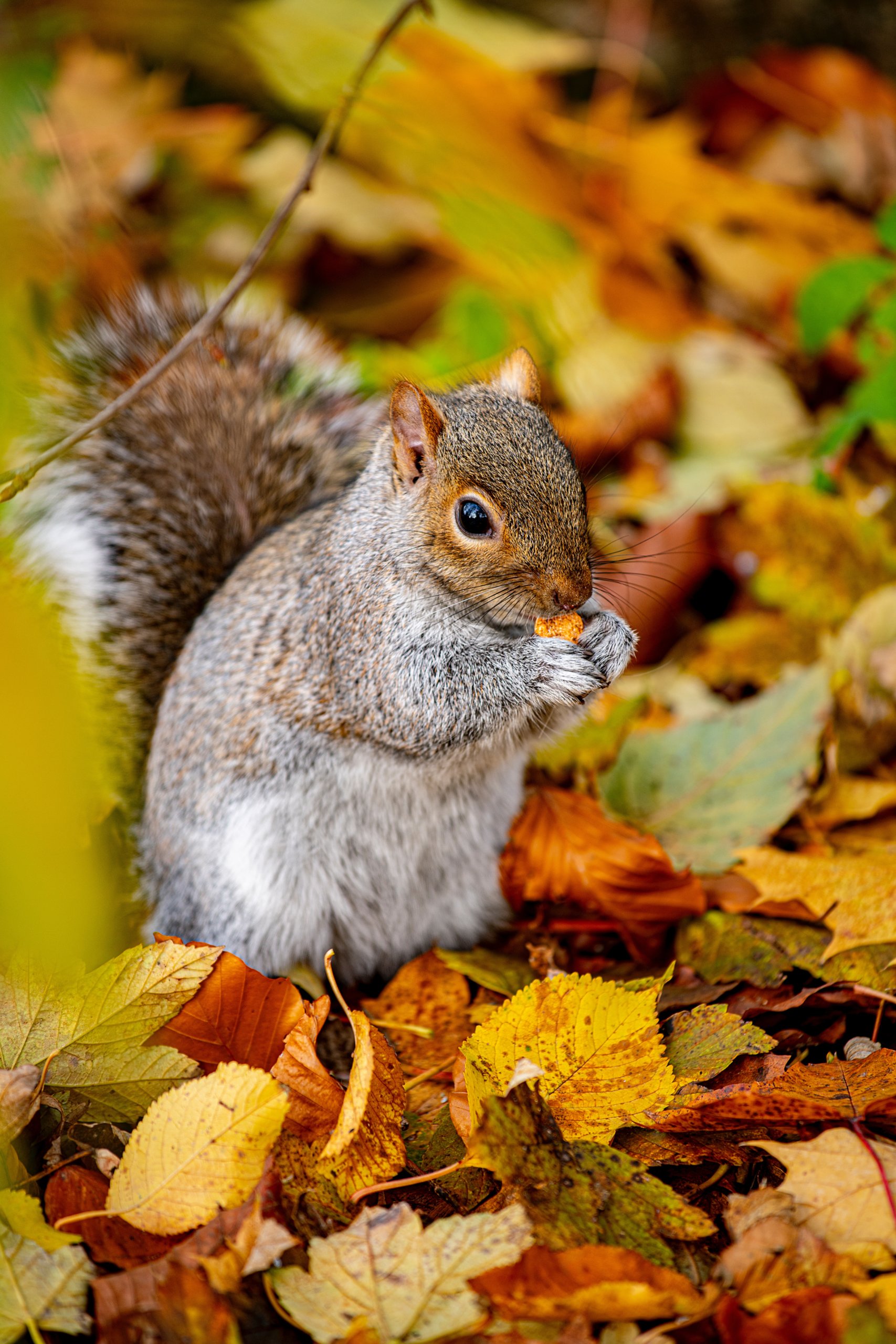 Image of squirrel in a forest credit to Pexels 