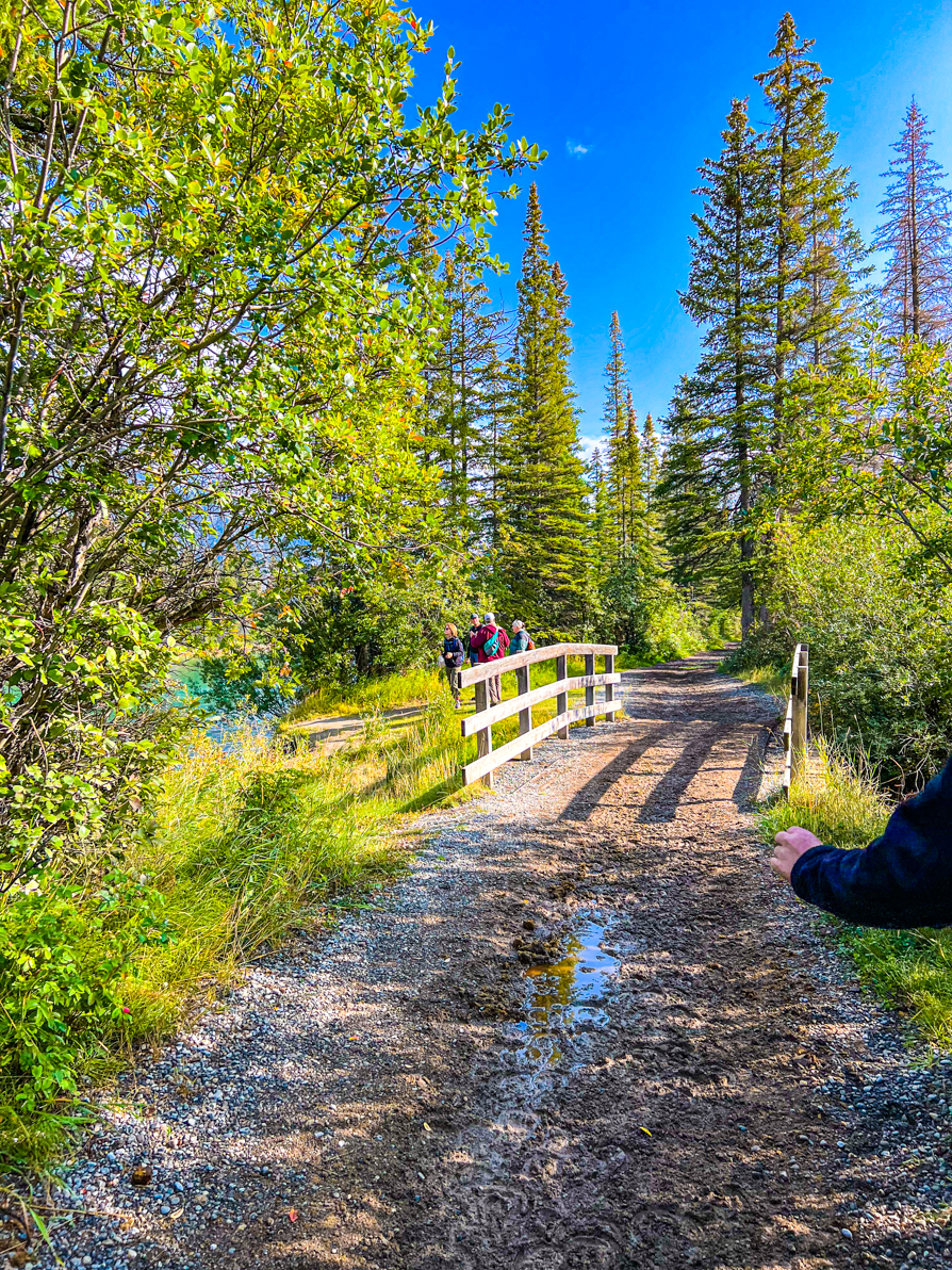 image of bridge on marsh loop trail Banff and tall green trees