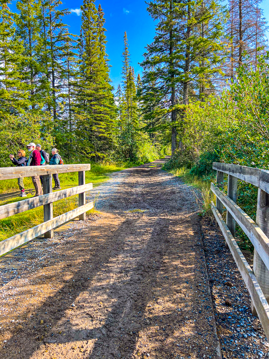 image of bridge on marsh loop trail Banff and tall green trees