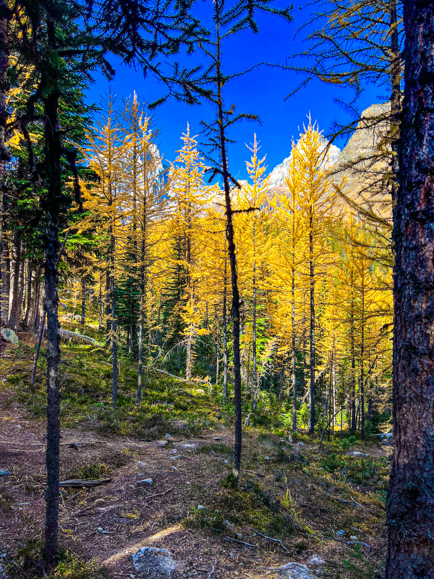 Larch trees golden in Larch Valley with mountains in background