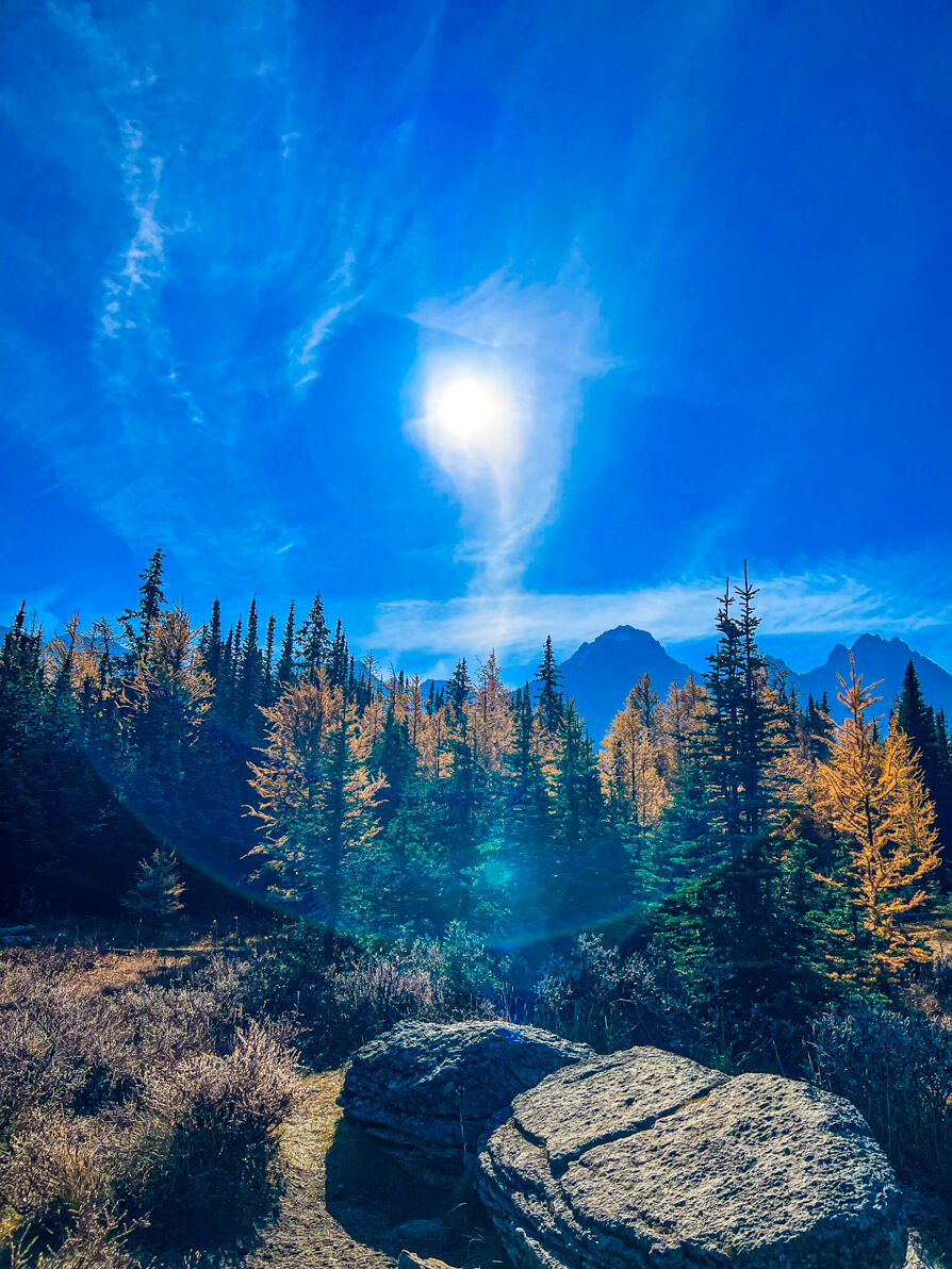 Image of mountains in the back with golden larch trees in centre and green trees in front against a blue sky in Larch Valley Banff