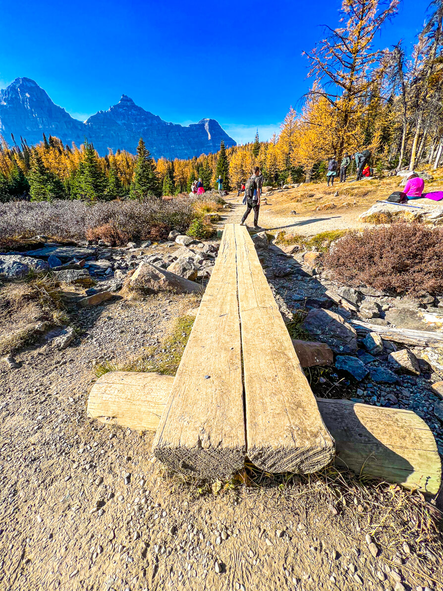 Image of boardwalk when reaching Larch Valley in Banff with mountains and golden larch trees in back