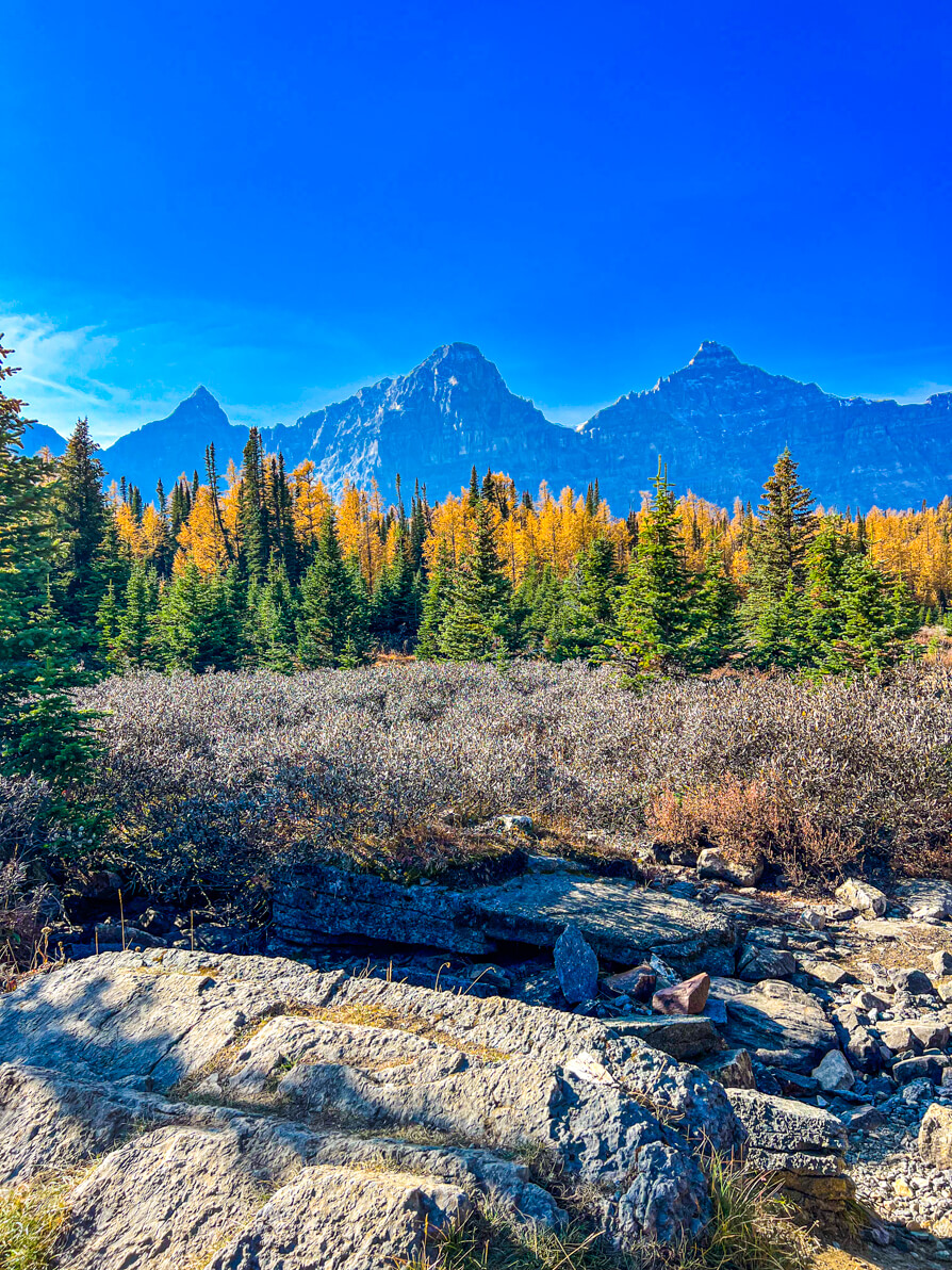 Image of mountains in the back with golden larch trees in centre and green trees in front against a blue sky in Larch Valley Banff
