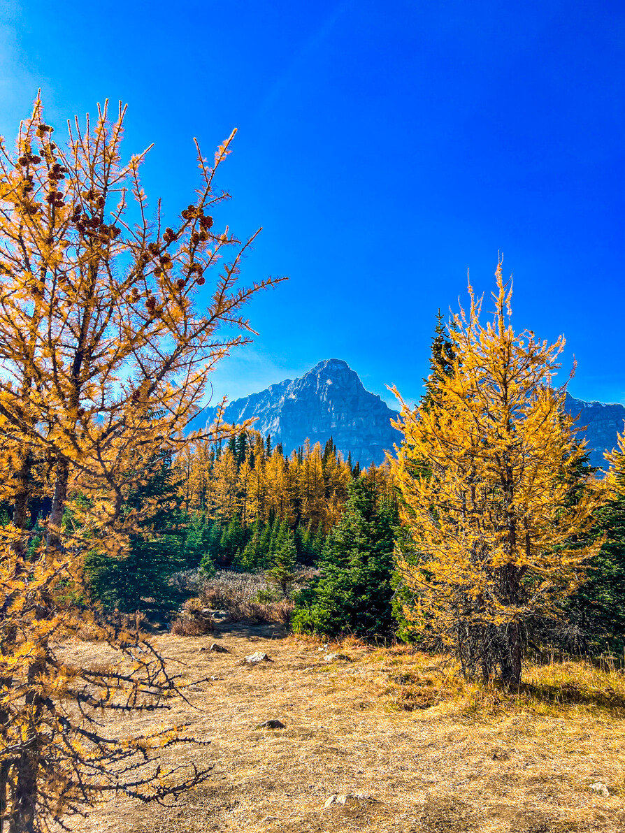 Larch Valley views of golden larch trees, green trees and mountain peaks against blue sky