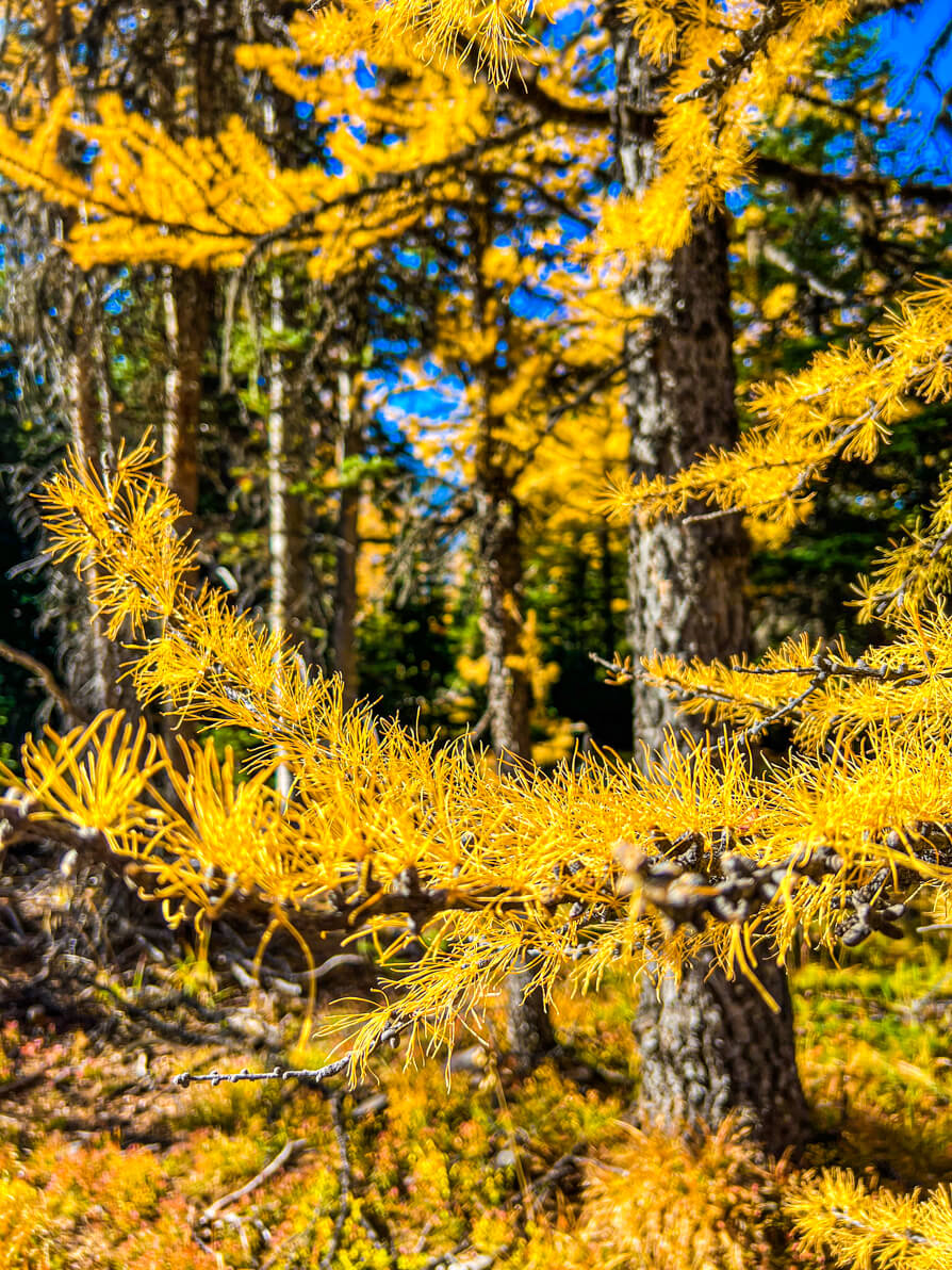Close up Image of golden larch tree branches in Larch Valley Banff