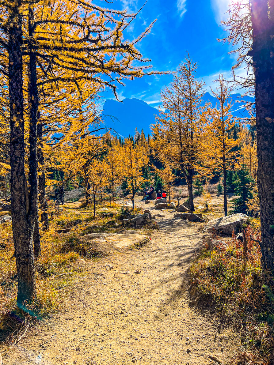Image of larch trees in Larch Valley Hike Banff Alberta