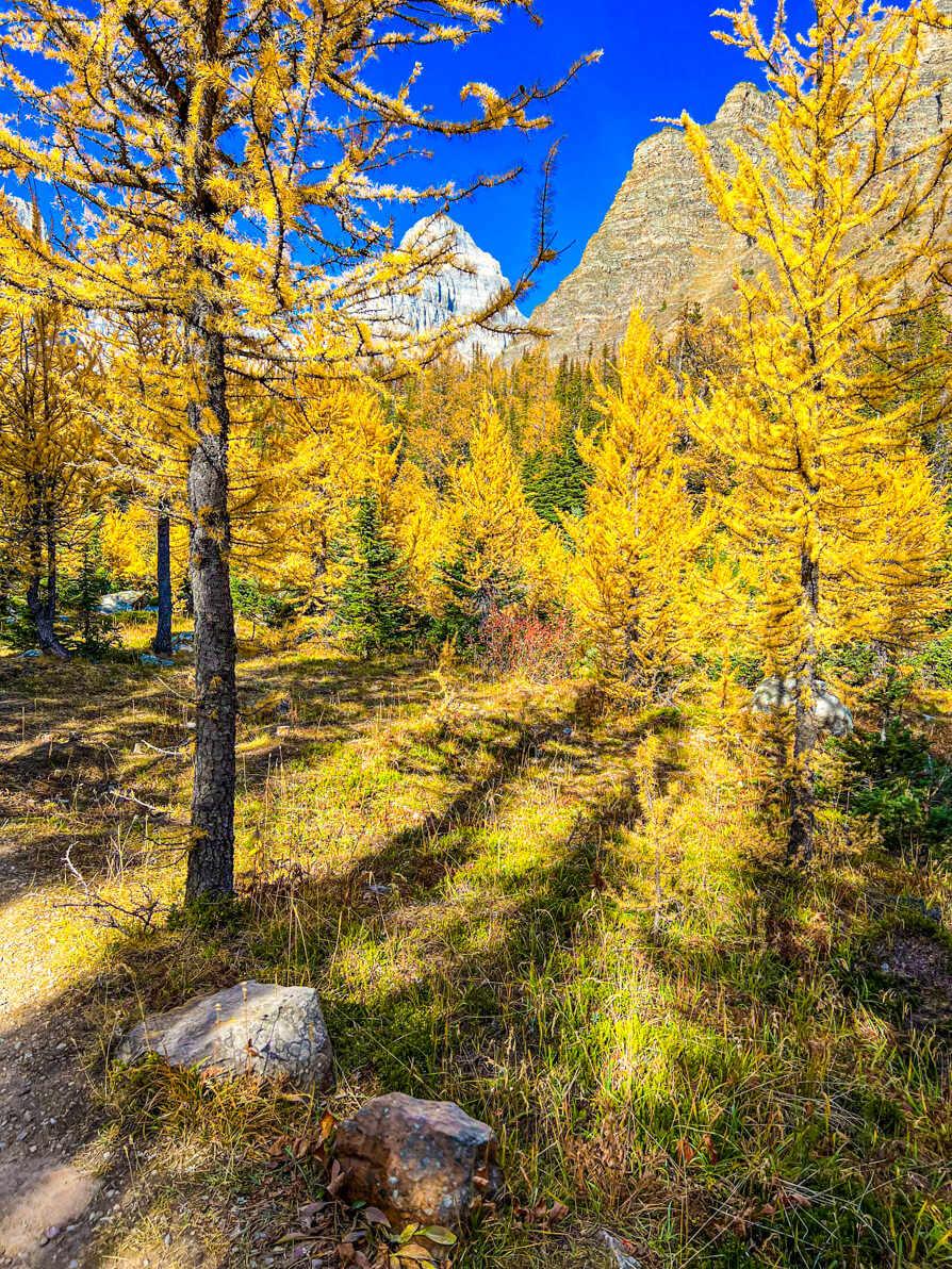 Close up image of golden larch trees with mountain and blue sky in back