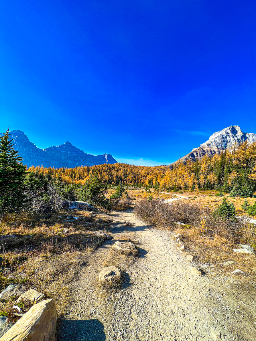 Image of the flat path on Larch Valley hike with golden larch trees either side and mountains in the distance against a blue sky