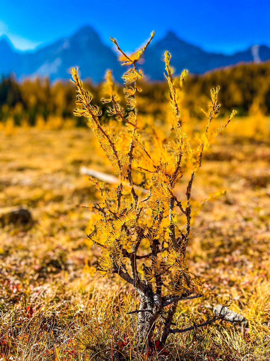 Close up image of a small larch tree branch with lots of golden larch trees in background