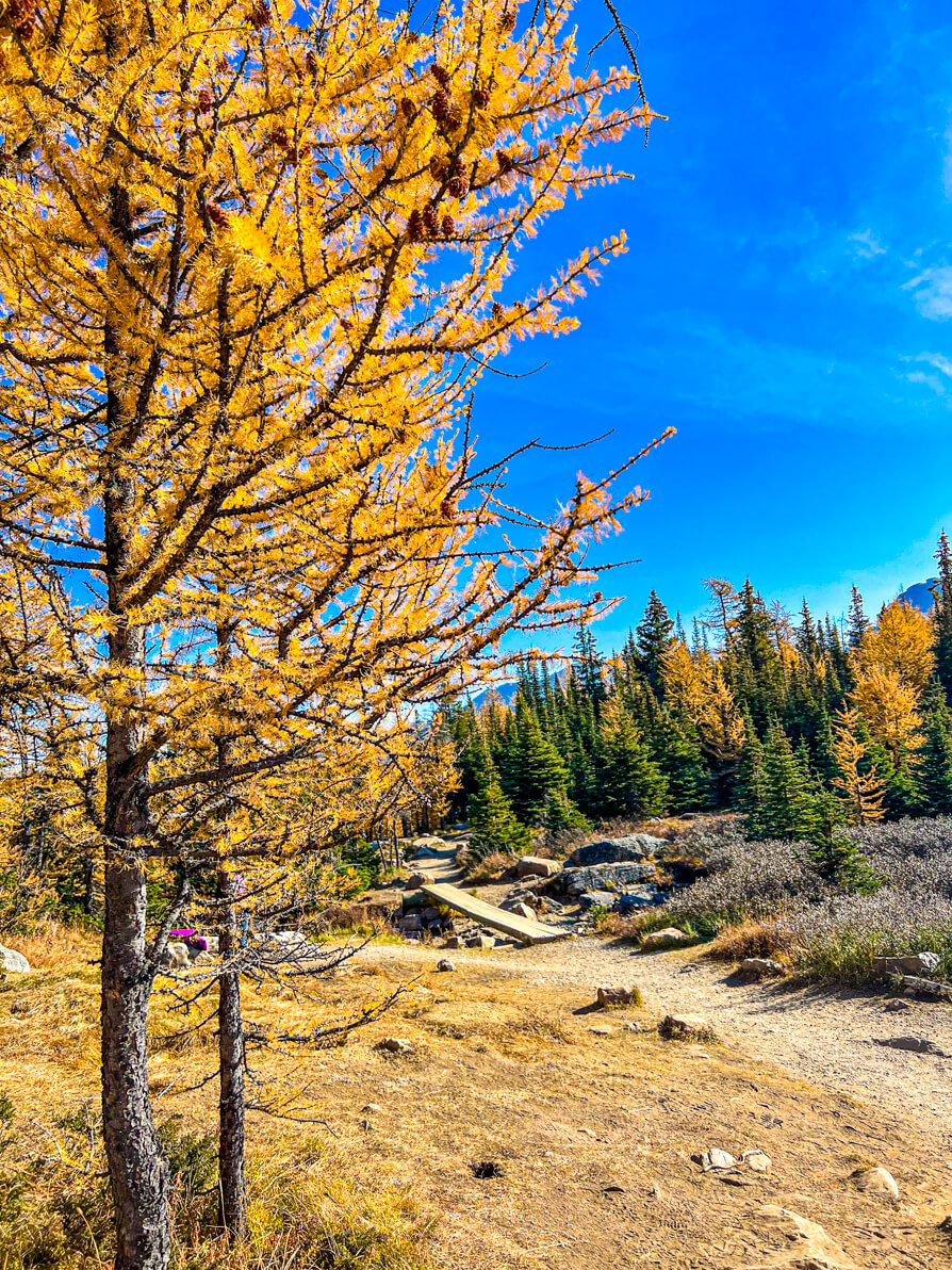 Large larch tree in front left of image with lots of golden larch trees in background
