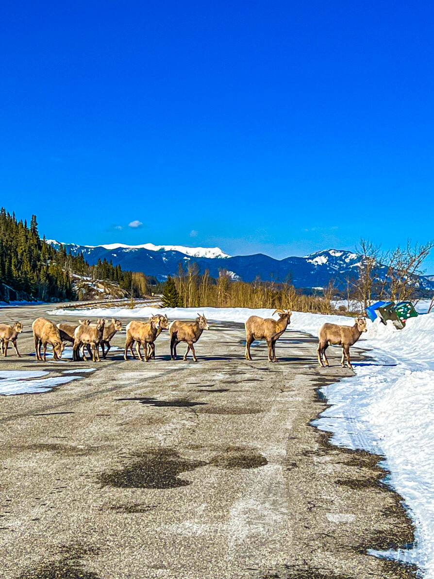 Big Horn Sheep blocking the road on Highway 11 near Abraham Lake, Canada