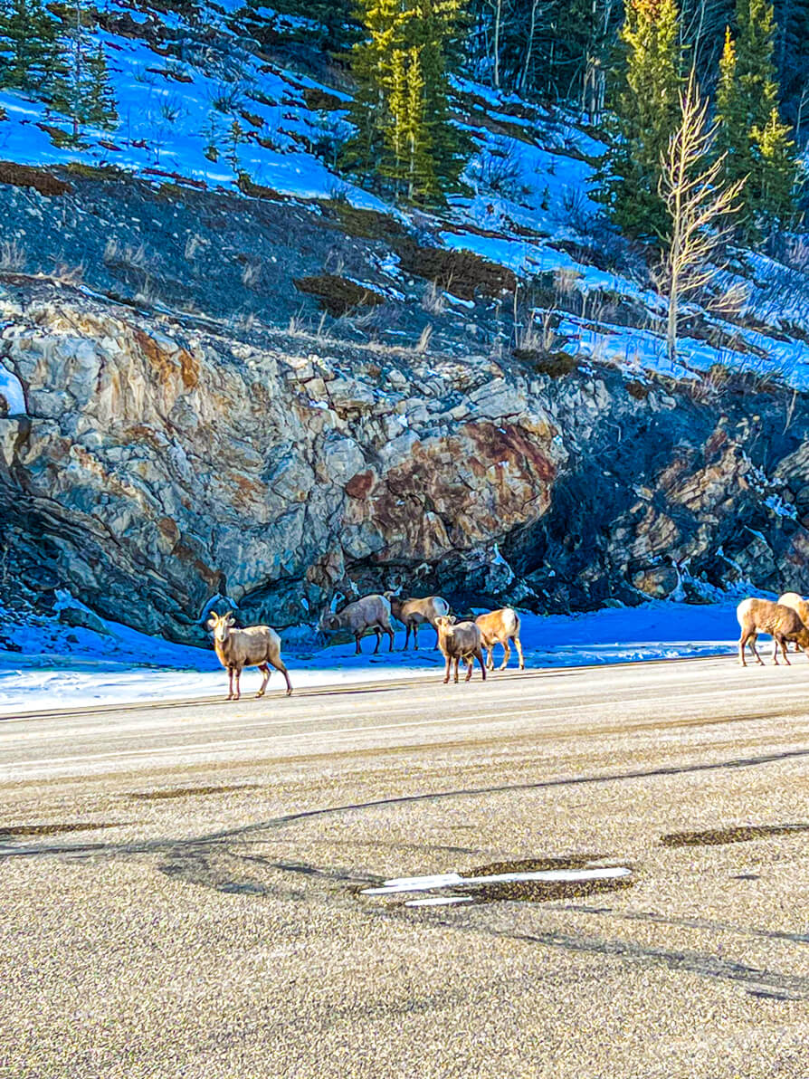 Big Horn Sheep blocking the road on Highway 11 near Abraham Lake, Canada