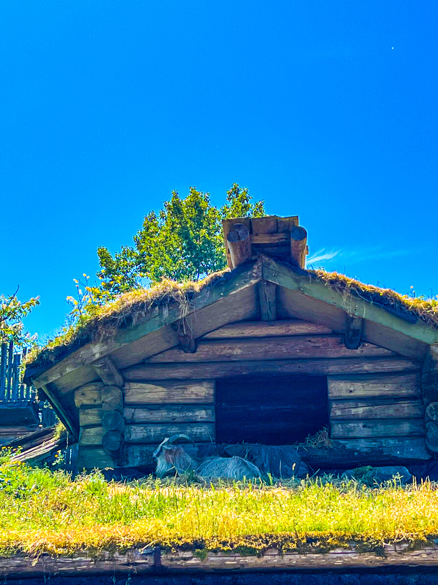image of goats on the roof in Coombs  in their hut on top of the market roof with blue sky 
