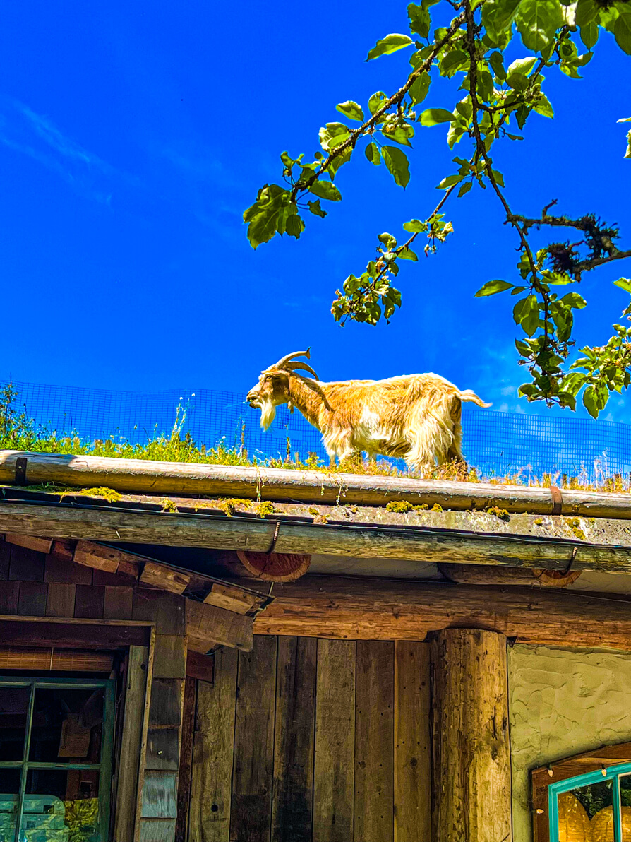 image of goats on the roof in Coombs on top of the market roof with blue sky and branch hanging in the front