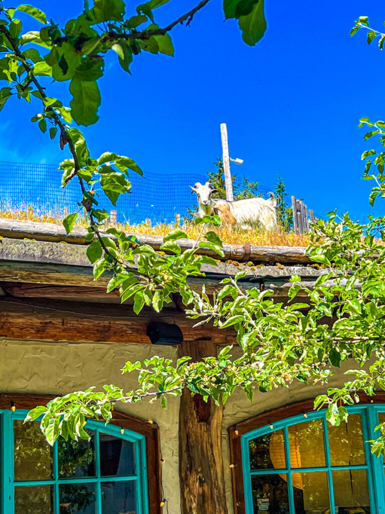 Guide To Old Country Market With Goats On The Roof On Vancouver Island!