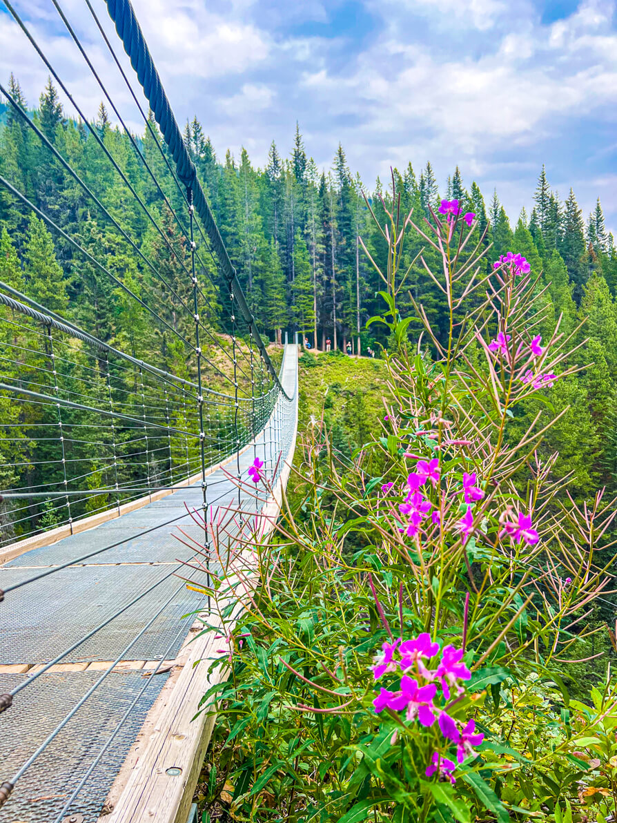 image of suspension bridge Kananaskis with pink wildflowers to the right