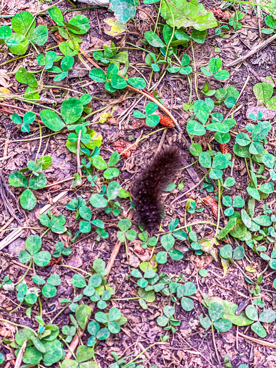image of hairy caterpillar on the troll falls hike route