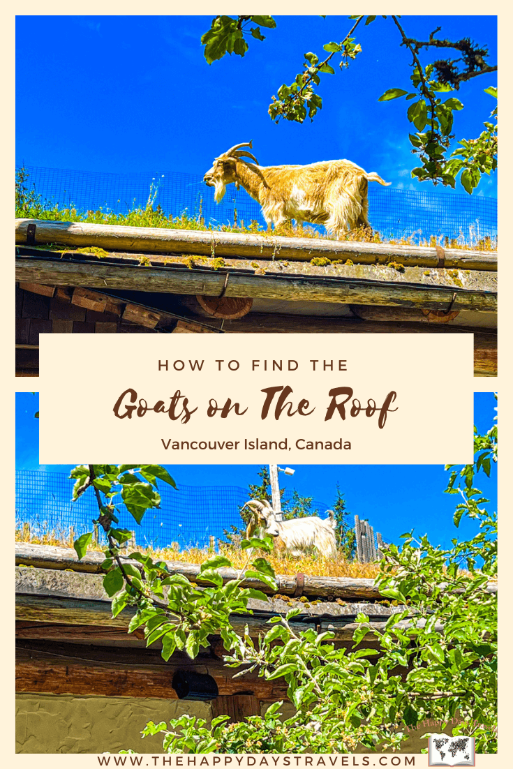 pin image says How to Find Goats on The Roof Vancouver Island, Canada with two images of the goats on the roof in Coombs